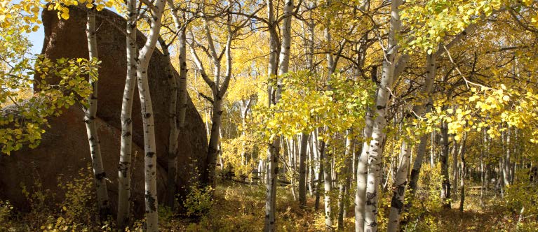 vedauwoo forest in fall