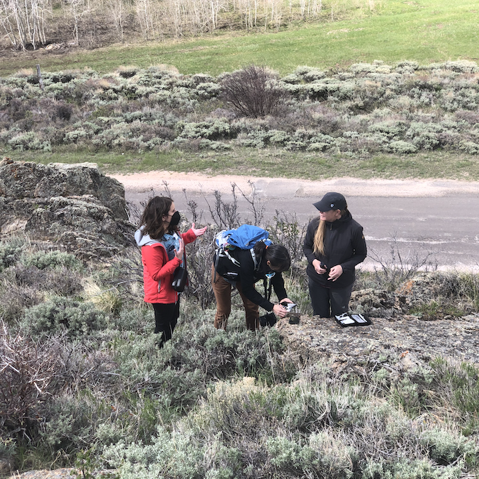 lamp fellows interact with lichen