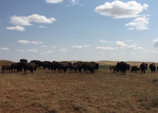 grazing bison