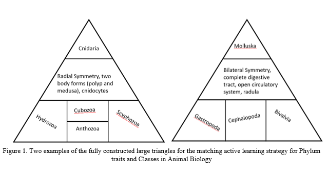 Two examples of the fully constructed large triangles for the matching active learning strategy for Phylum traits and Classes in Animal Biology