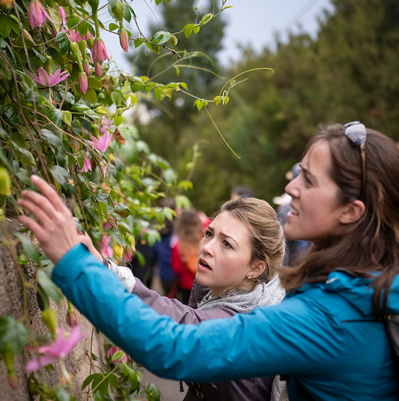 Two students critically view a flowering vein growing on a wall.