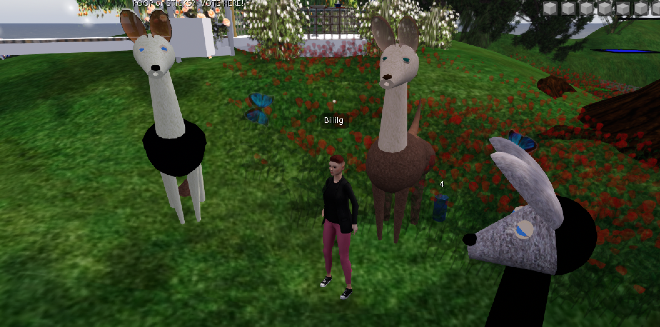 llamas