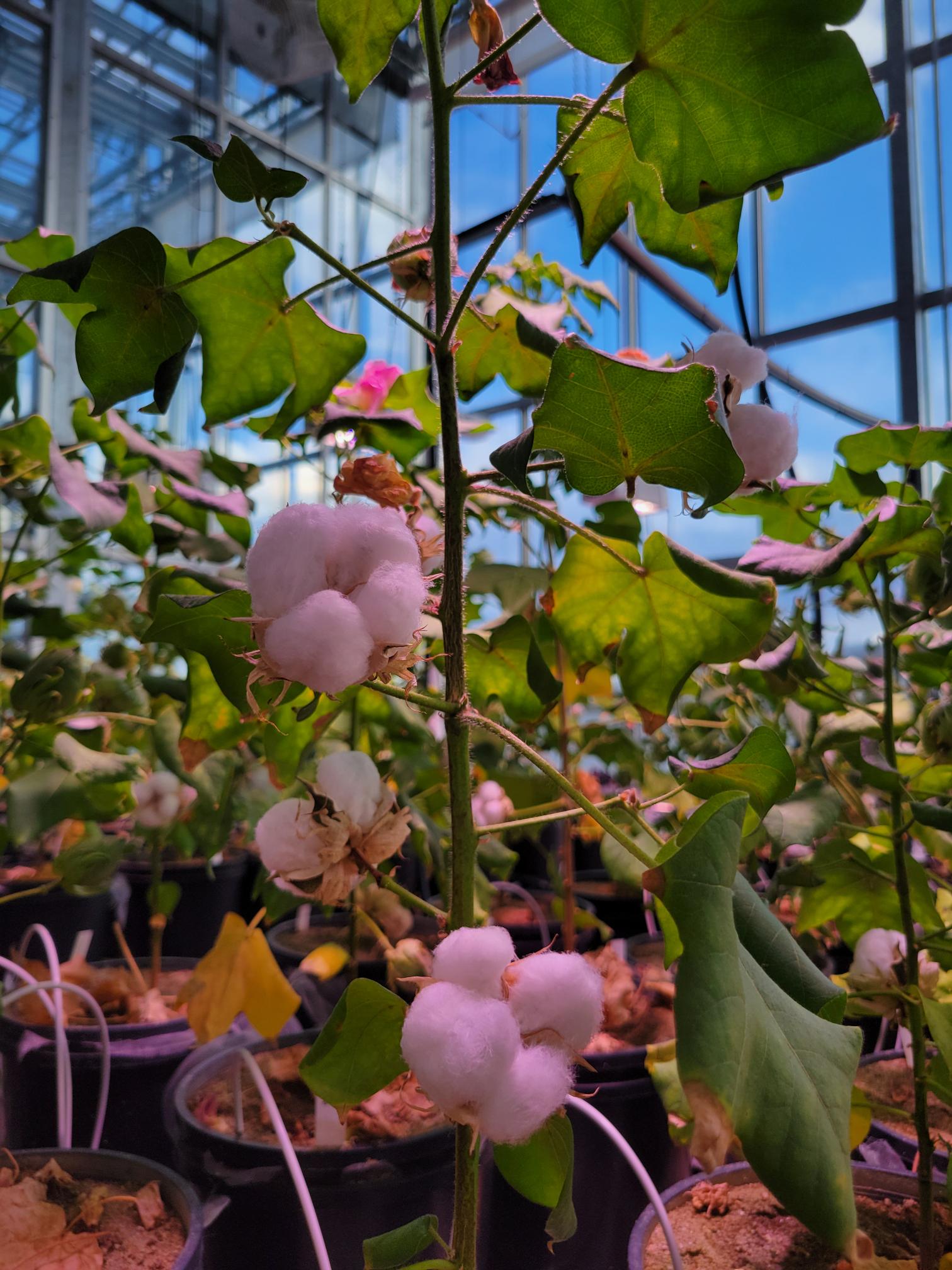 cotton plant