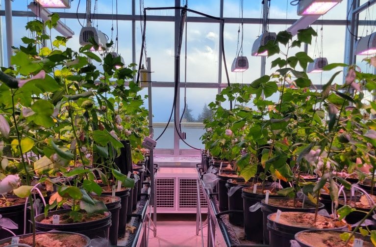 image of pots in greenhouse bay