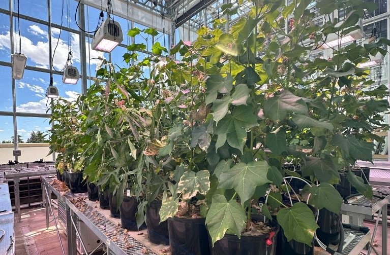 huge cotton plants