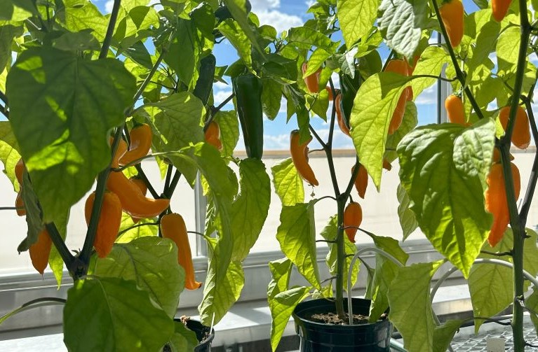 yellow peppers
