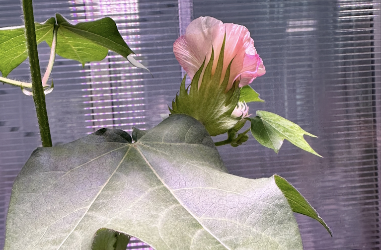 close up of plant with flower