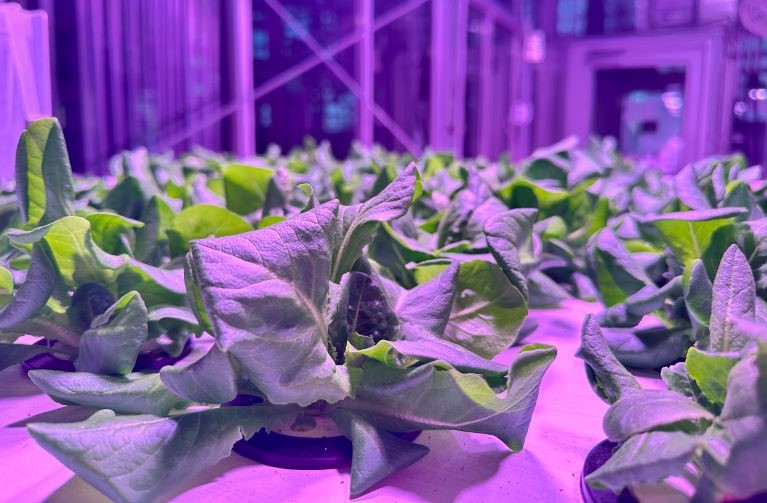 lettuce close up