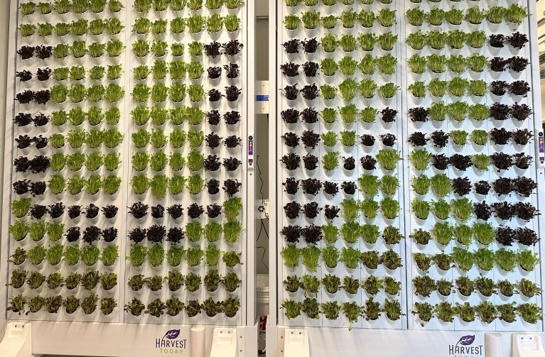 living wall