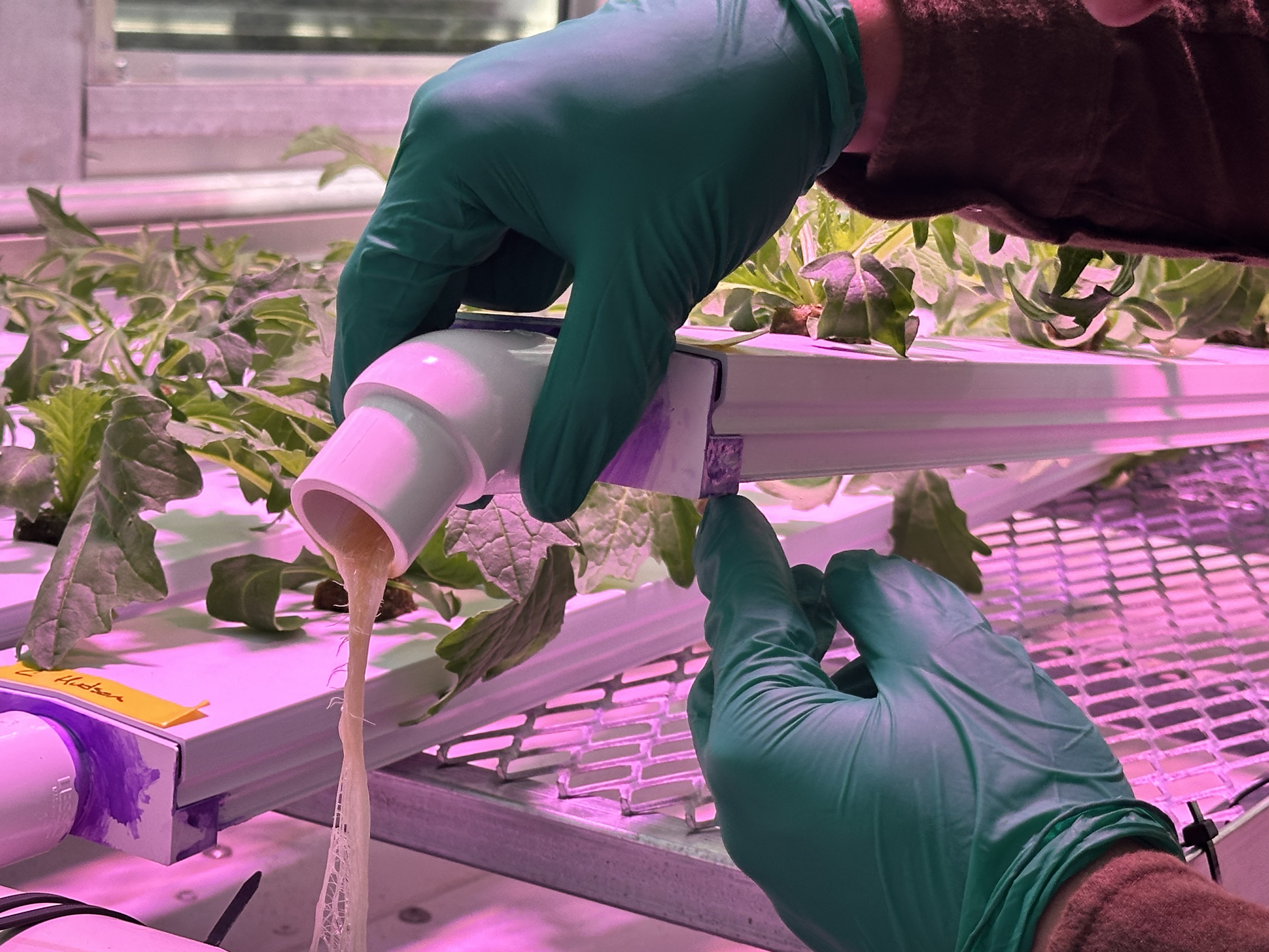 Nutrient Film Technique