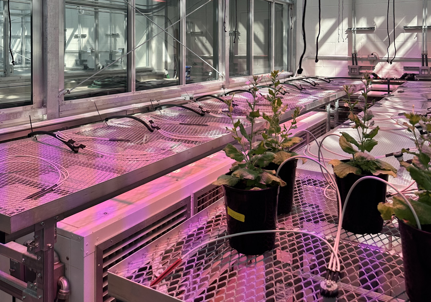 plants in greenhouse