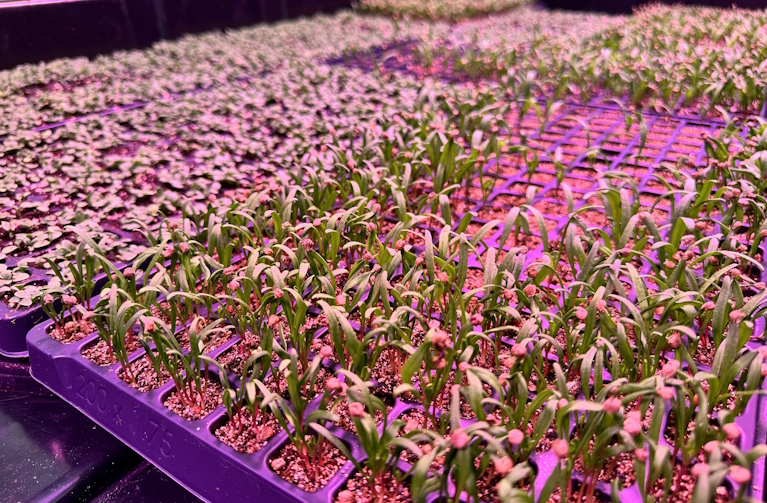 spinach and lettuce seedlings