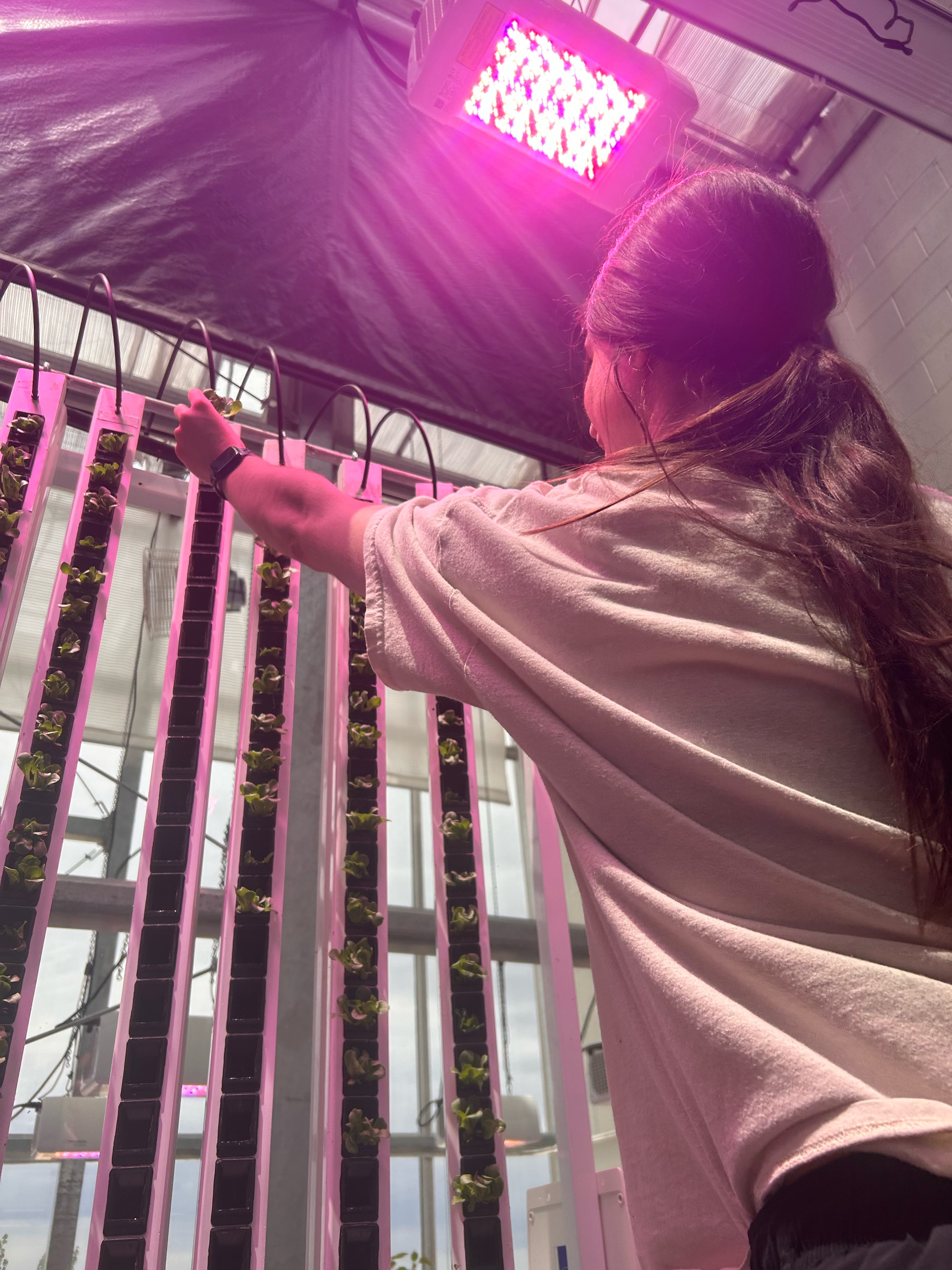 Nicole transplanting