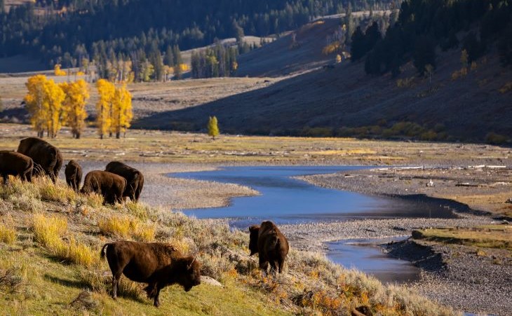 bison near Snake River in Tetons