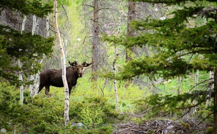 moose in woods