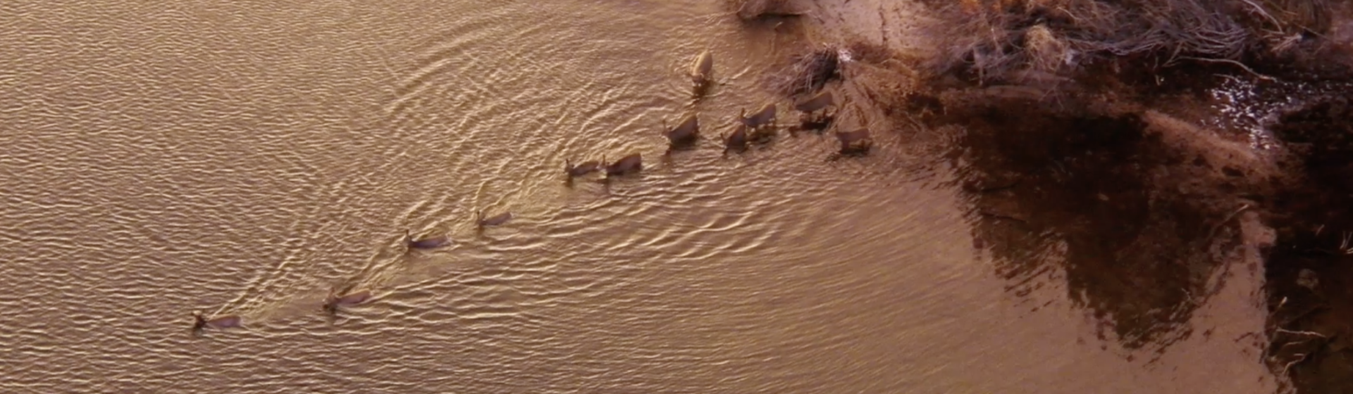 Mule deer crossing river