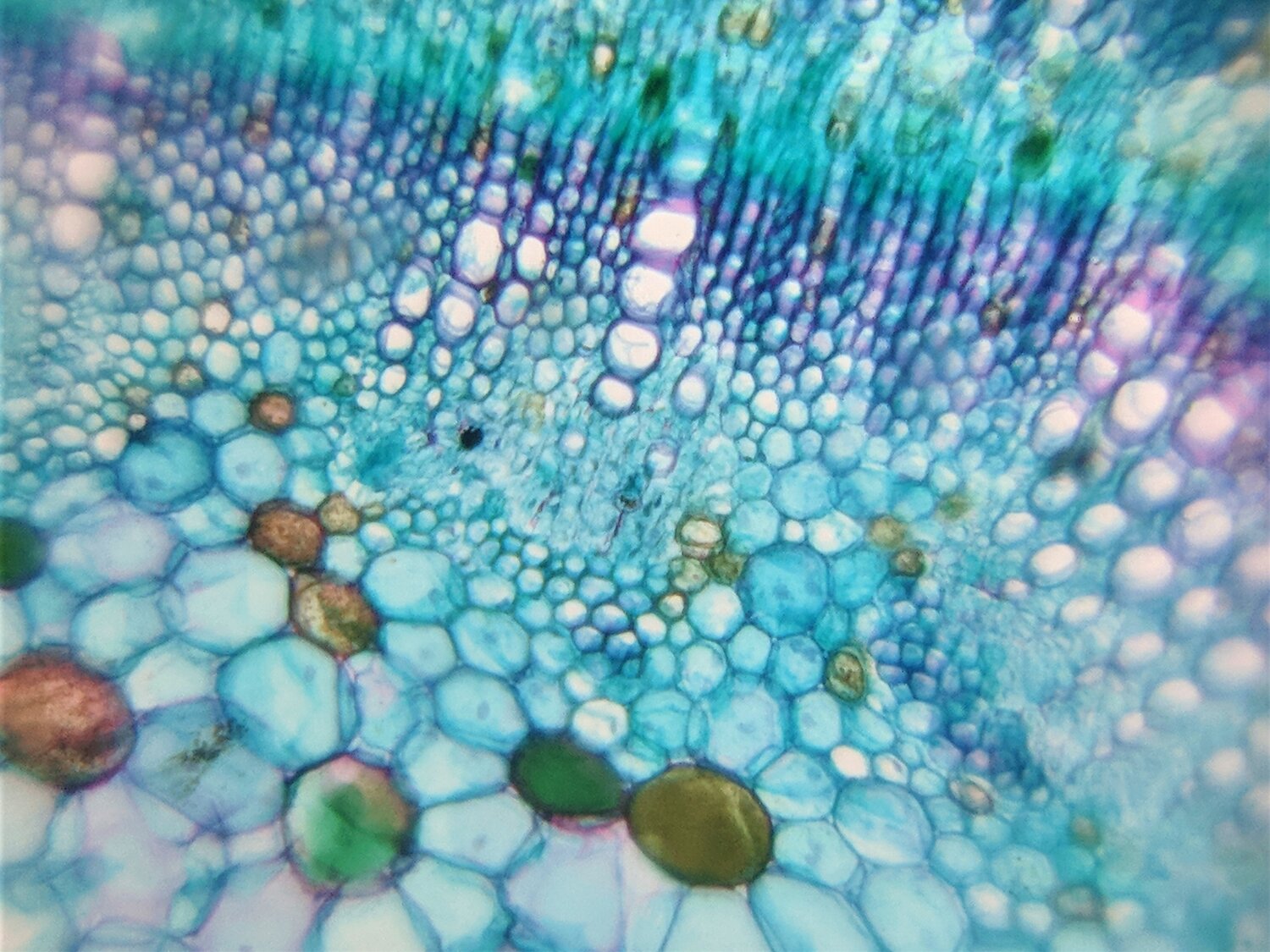 foldscope-fern-rhizome.jpg