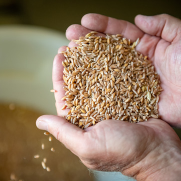Person holding grain