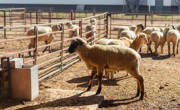 Image of a small herd of sheep.