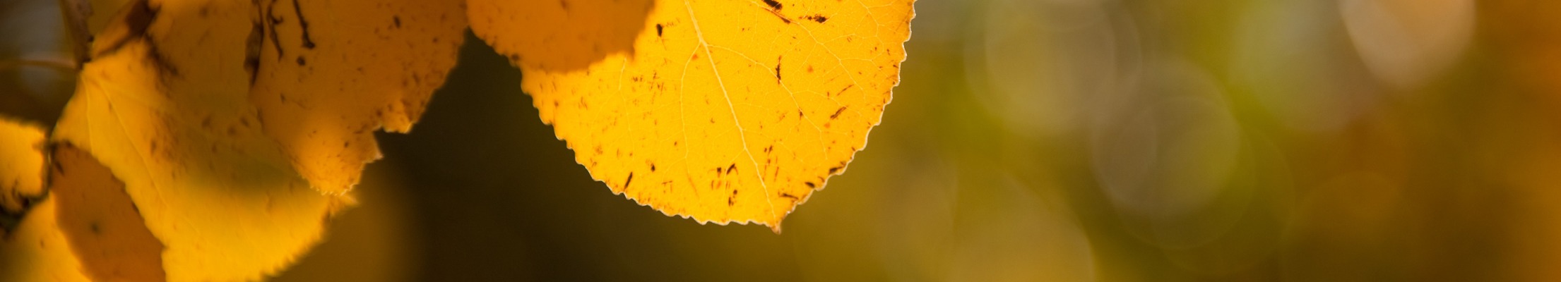 Close-up picture of leaves on UW campus. 