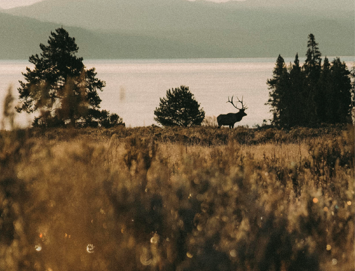 Elk in forest