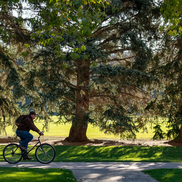 Bicyclist crosses the UW campus