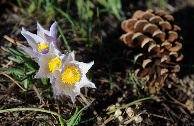 A picture the Wyoming wildflower the American Pasqueflower and a pinecone.