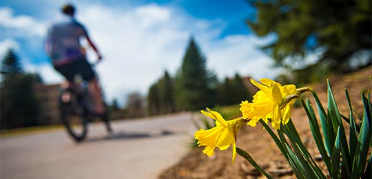 A student rides their bike next to some yellow daffodils.