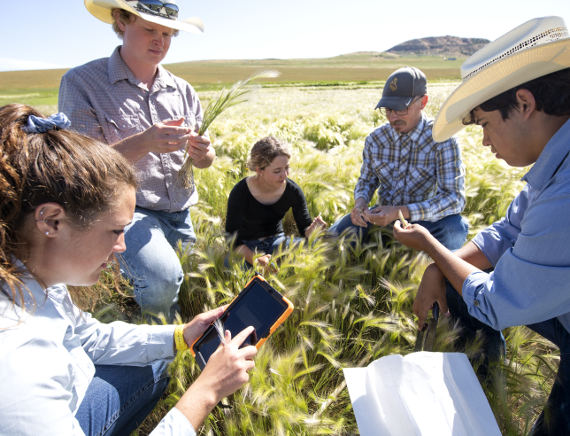 People in a wheat field examining the plants and making notes on a tablet.