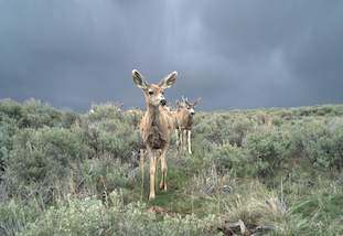 Mule deer walking in sage brush with a stormy sky in the background.