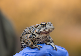 A toad being held up by a gloved hand.