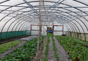 Plants growing in a greenhouse.