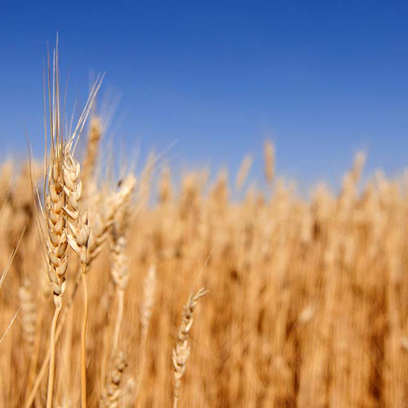 golden brown wheat field against a pure blue sky