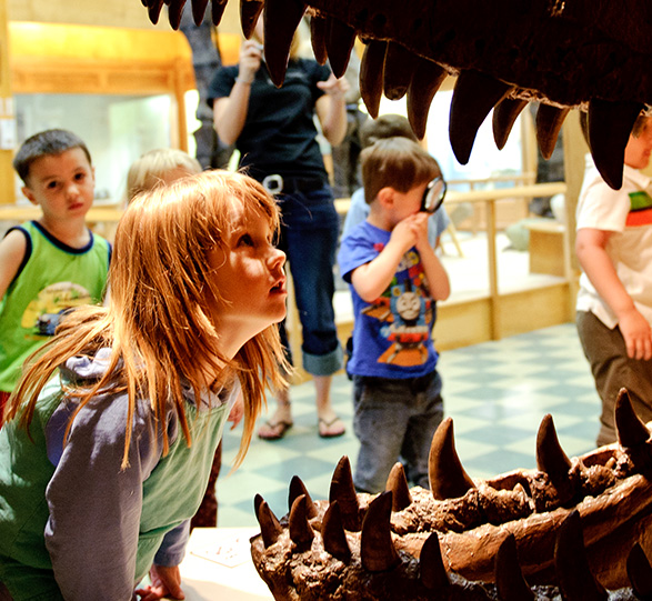 Student looking at jaw of dinosaur