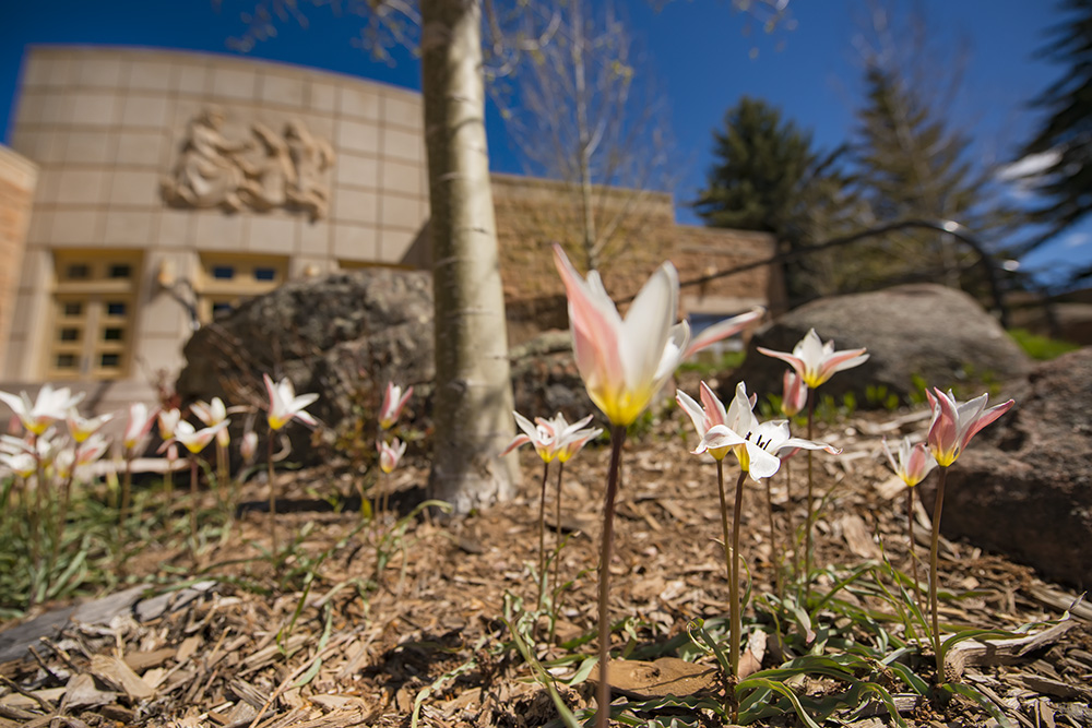 Flowers in front of education building