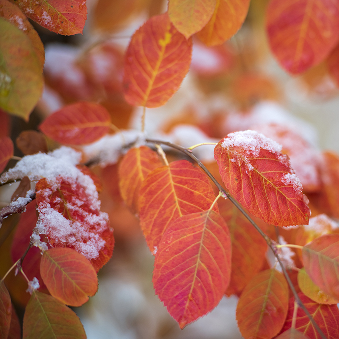 Up close leaves turn red in the fall