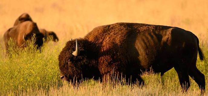 Buffalo in field