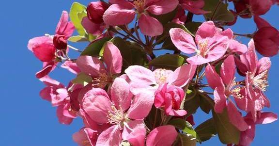 Pink flowers on blue sky