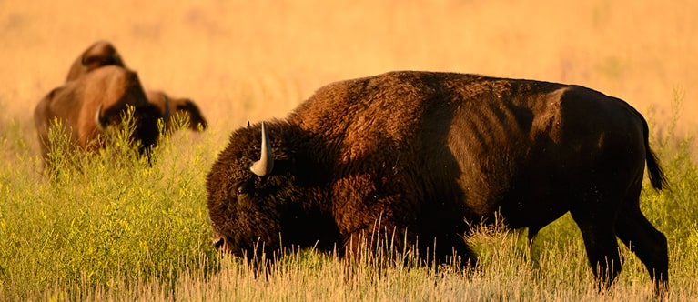 Buffalo in a field