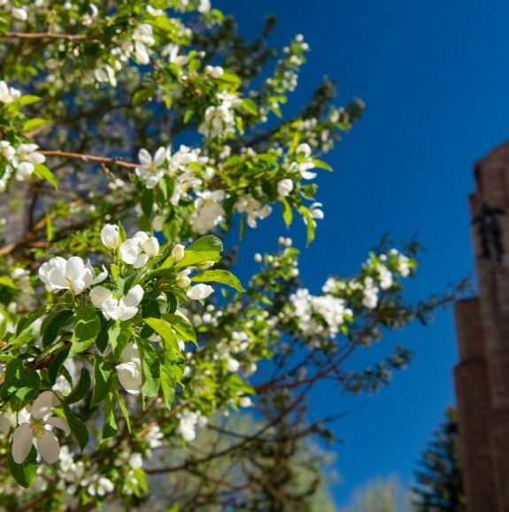 white flowers on blue sky