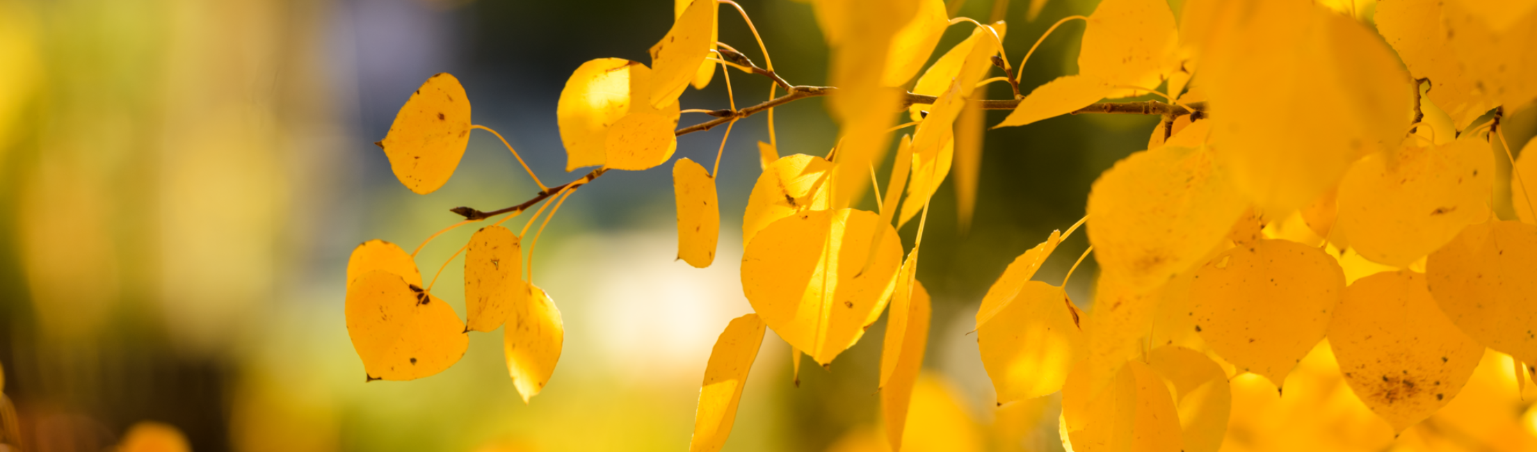 gold leaves