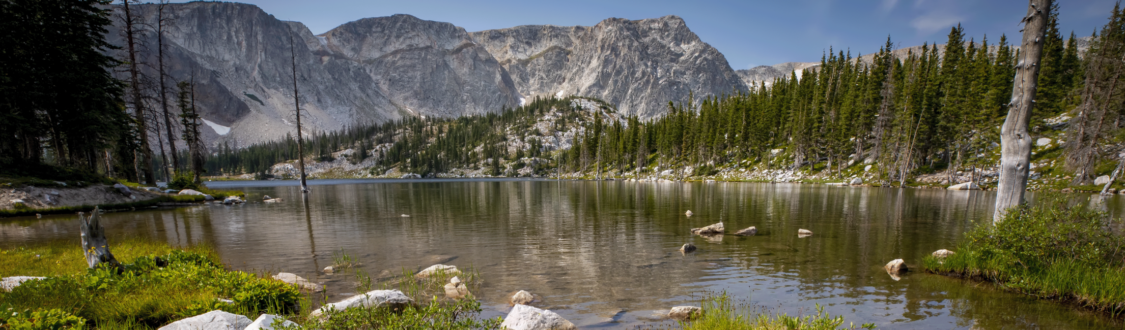 medicine bow