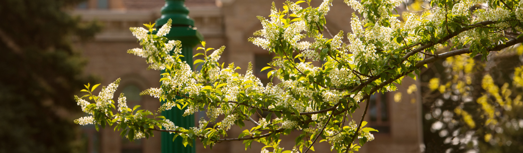 tree branch with white flowers