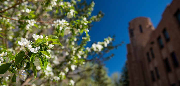 white flowers on tree