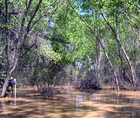 Sev flood Mary