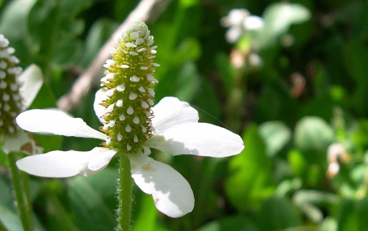 Yerba mansa