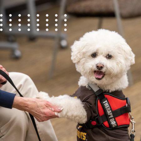 a therapy dog