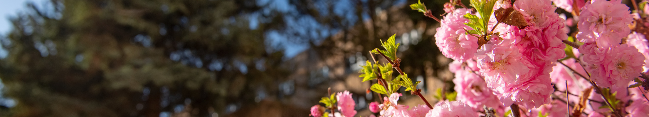 flowers on campus