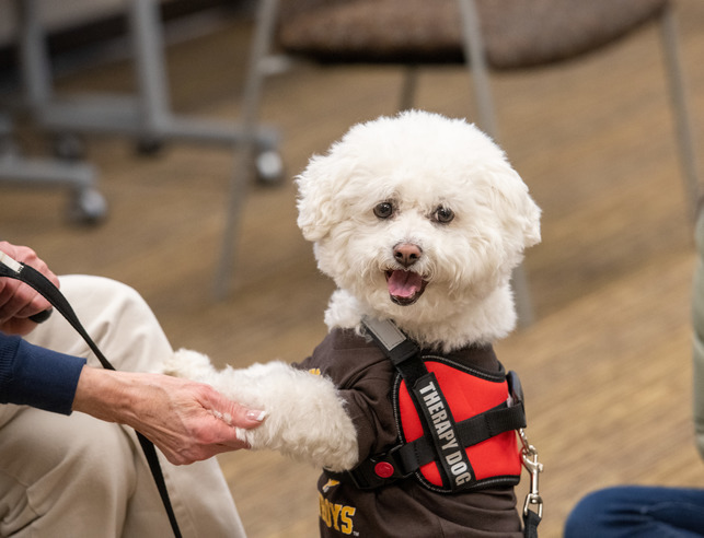 Support dog