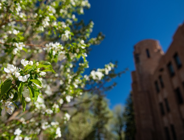 Flowers in front of the Union Building